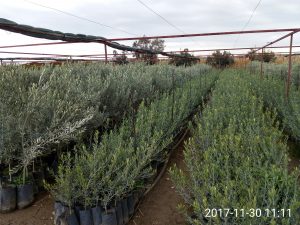 IMG_20171130_111133