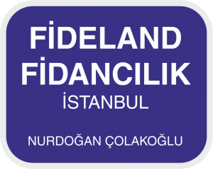 FIDELAND