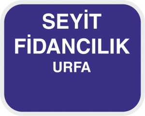 SEYİT